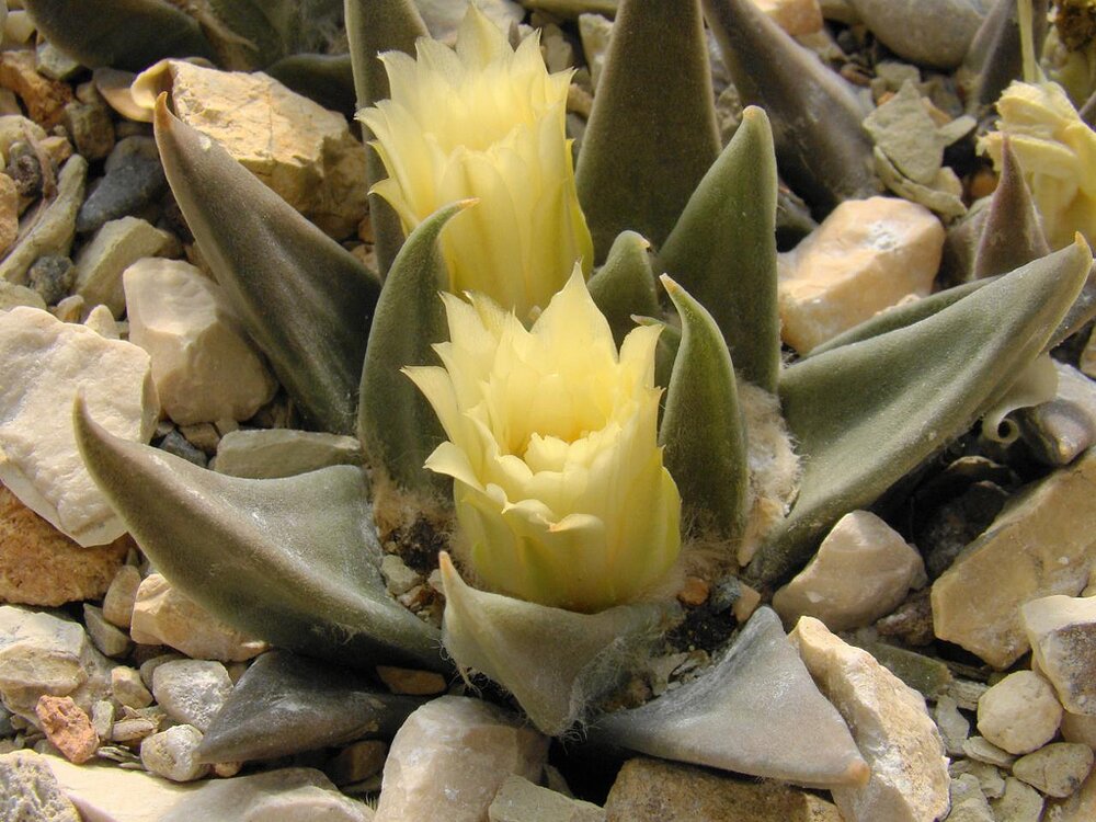 Кактусы: Ариокарпус треугольный - Ariocarpus trigonus