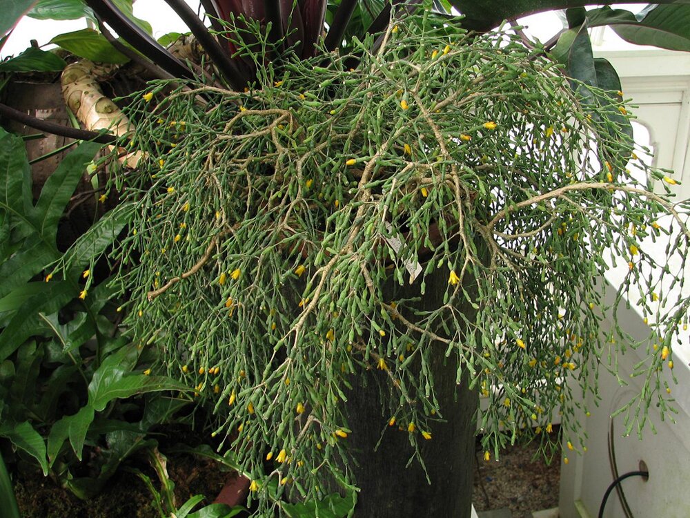Кактусы: Хатиора саликорниевидная - Hatiora salicornioides