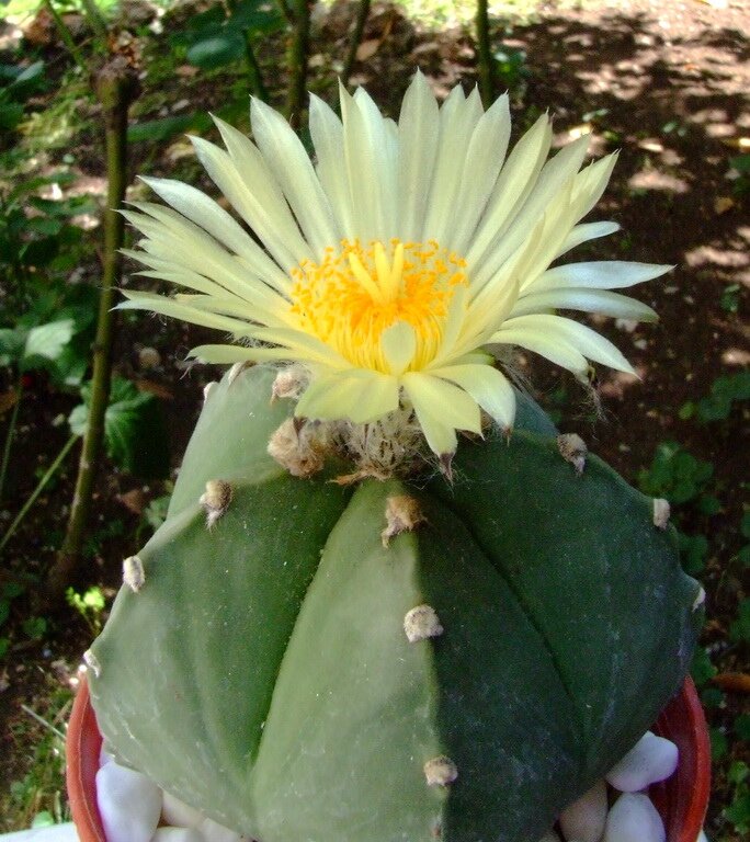 http://webcactus.ru/UserFiles/Image/cactus/Astrophyrum/Astrophytum%20myriostigma%20subv.%20nudum.jpg